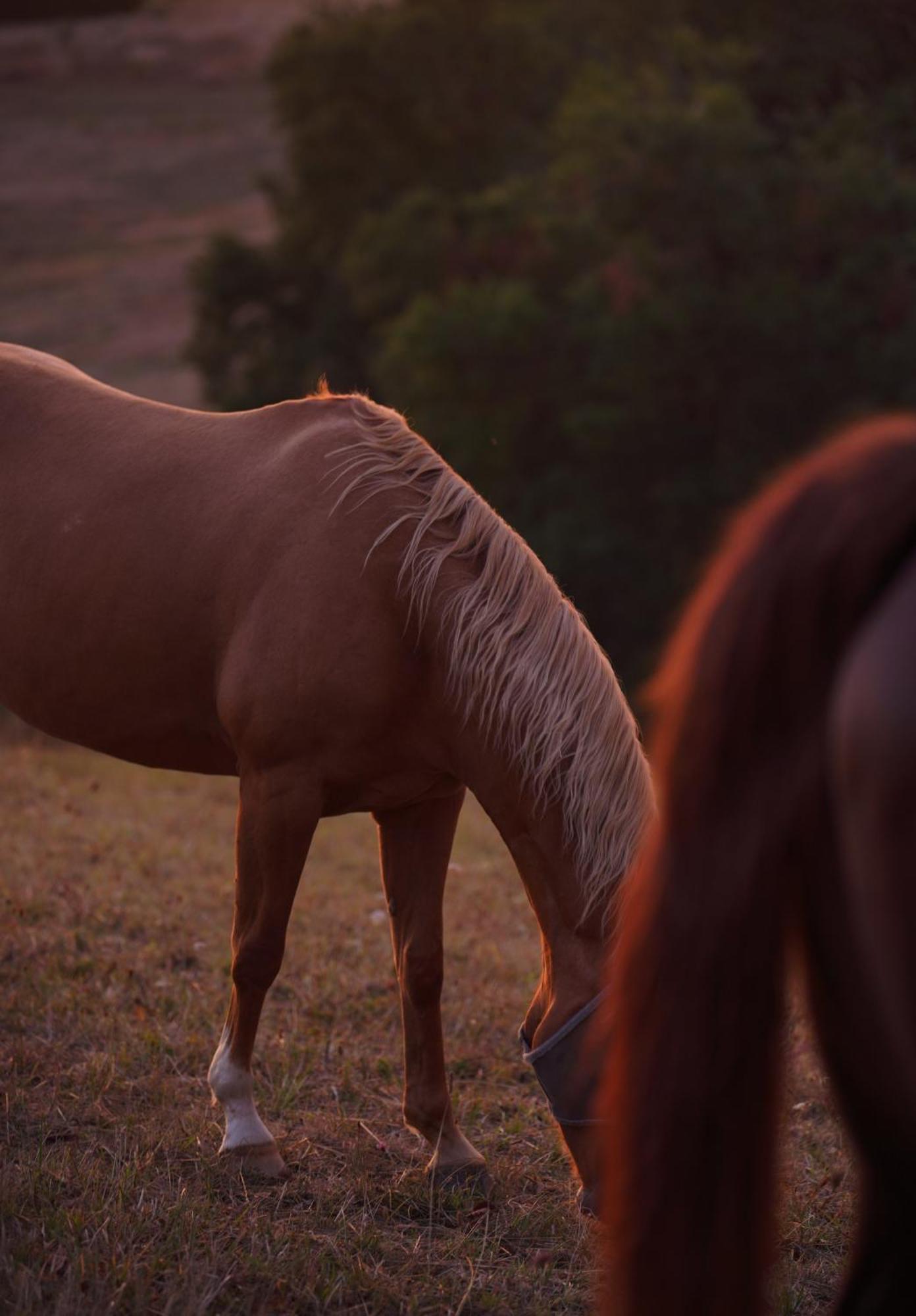 Logement Entier De Charme, Gite Equestre Gers Flamarens מראה חיצוני תמונה
